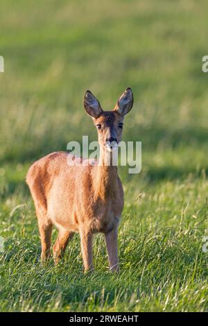 Le chevreuil d'Europe (Capreolus capreolus) peut aboyer comme un chien lorsqu'il est effrayé ou alarmé (chevreuil d'Europe) (photo Roe Deer Doe dans une prairie Banque D'Images