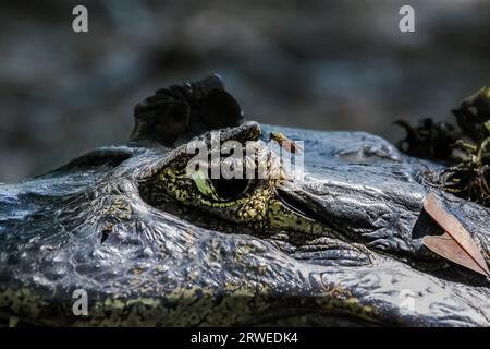 Yeux d'un caïman noir, Pantanal, Brésil Banque D'Images