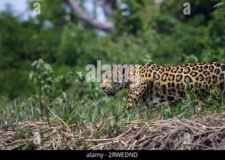 Itinérance Jaguar le long d'une rivière, Pantanal Brésil Banque D'Images