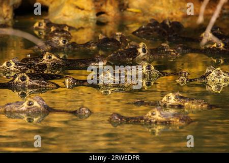 Yeux des caimans noirs dans la lumière dorée du soir, Pantanal, Brésil Banque D'Images