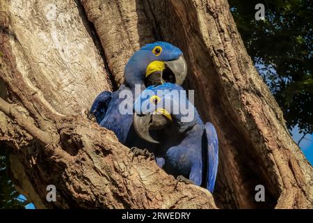 Paire d'aras Hyacinth nichés ensemble dans un trou d'arbre, Pantanal, Brésil Banque D'Images