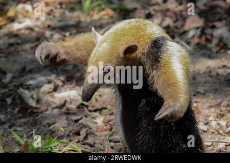 Tamandua du sud sur le terrain dans l'attitude défensive, Pantanal, Brésil Banque D'Images