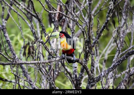 Toucan à ventre rouge assis sur une branche dans la forêt atlantique, Itatiaia, Brésil Banque D'Images