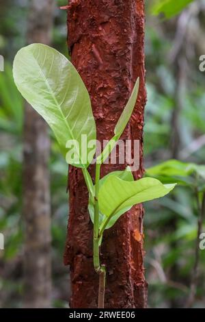 Feuilles vertes s'appuyant sur un tronc d'arbre rouge dans la forêt tropicale, de l'Australie Banque D'Images