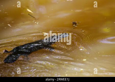Platypus nageant à la surface d'un ruisseau, Yungaburra, Atherton, Queensland, Australie Banque D'Images