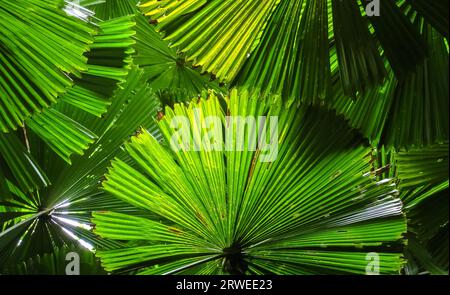 La lumière brille sur les feuilles de palmier Fan construisant un toit, Cape Tribulation National Park, Queensland, Austral Banque D'Images