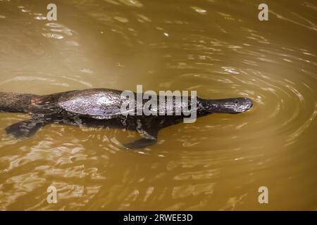 Platypus nageant à la surface d'un ruisseau, Yungaburra, Atherton, Queensland, Australie Banque D'Images