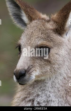 Portrait d'un kangourou gris de l'Est, le Parc National de Girraween, Queensland, Australie Banque D'Images