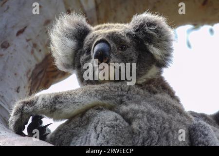Gros plan d'un Koala assis sur une branche d'un eucalyptus, face, regardant, Great Otway Nationa Banque D'Images