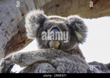 Gros plan d'un Koala assis sur une branche d'un eucalyptus, face, regardant vers le bas, Great Otway Na Banque D'Images
