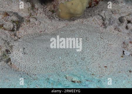 Semelle sans ailettes (Pardachirus marmoratus) bien camouflée dans le sable. Site de plongée Marsa Shona Reef, Red Sea, Égypte Banque D'Images