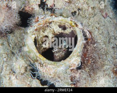 Un blenny à dents de sabre (Petroscirtes mitratus) habite une boîte en plastique, des déchets marins, le site de plongée House Reef, la mangrove Bay, El Quesir, la mer Rouge Banque D'Images