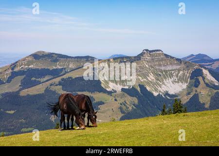 Troupeau de chevaux à la croix sommitale sur Trattberg avec vue sur Schlenken et Schmittenstein, Groupe Osterhorn, Salzkammergut, Tennengau, Land Banque D'Images