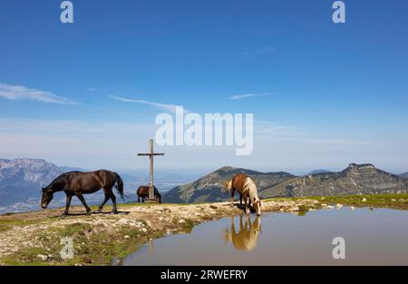 Troupeau de chevaux à la croix sommitale sur Trattberg avec vue sur Schlenken et Schmittenstein, Groupe Osterhorn, Salzkammergut, Tennengau, Land Banque D'Images