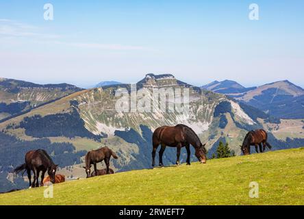 Troupeau de chevaux au sommet de la croix sur le Trattberg avec une vue sur le Schmittenstein, Osterhorn Group, Salzkammergut, Tennengau, Land Salzbourg Banque D'Images