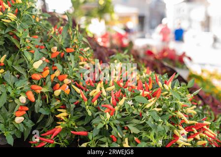 Petits piments Chili colorés sur Plant Street Market Banque D'Images