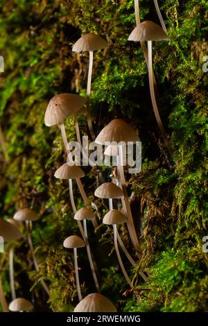 Le champignon Mycena galopus pousse sur de la mousse verte dans la forêt. Banque D'Images