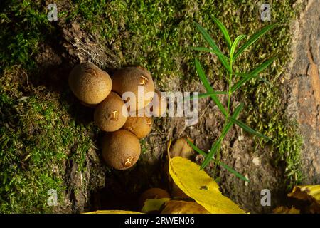 Champignons de la forêt. Champignon commun descendant - Lycoperdon perlatum - croissant en mousse verte dans la forêt d'automne. Banque D'Images