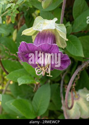 Une fleur unique en forme de cloche violette du grimpeur annuel Cobaea scandens Banque D'Images