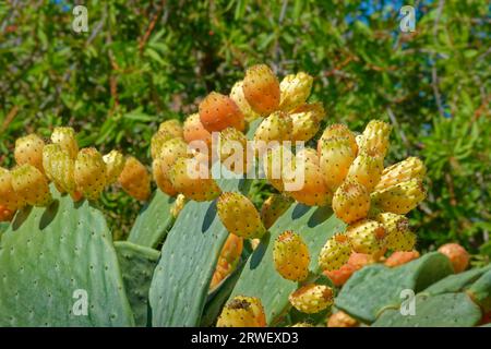 Cactus aux fruits de poire de Barbarie. Banque D'Images