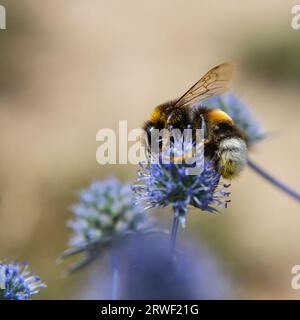 gros plan de l'abeille à bourdon sur le chardon violet ou Echinops bannaticus. Banque D'Images