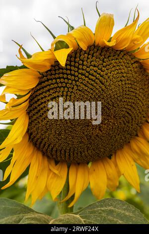 champ de ferme rural avec des têtes de disques sèches et mûres de tournesol commun prêtes pour la récolte, et une fleur tardive dans le ciel bleu d'été Banque D'Images