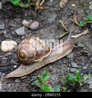 un escargot rampe sur le sol pluvieux temps pluvieux. Banque D'Images