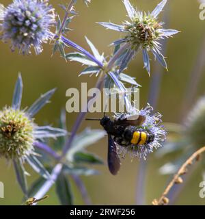 gros plan de l'abeille à bourdon sur le chardon violet ou Echinops bannaticus. Banque D'Images