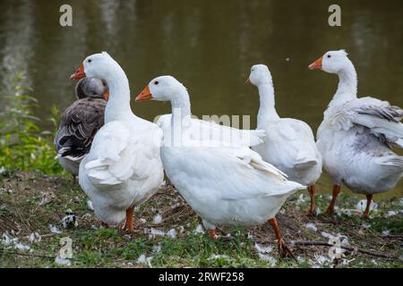 Oies domestiques lors d'une promenade dans la prairie. Banque D'Images