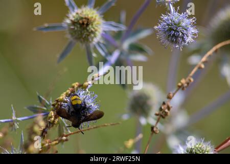 gros plan de l'abeille à bourdon sur le chardon violet ou Echinops bannaticus. Banque D'Images