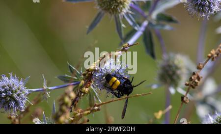 gros plan de l'abeille à bourdon sur le chardon violet ou Echinops bannaticus. Banque D'Images