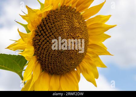 champ de ferme rural avec des têtes de disques sèches et mûres de tournesol commun prêtes pour la récolte, et une fleur tardive dans le ciel bleu d'été Banque D'Images