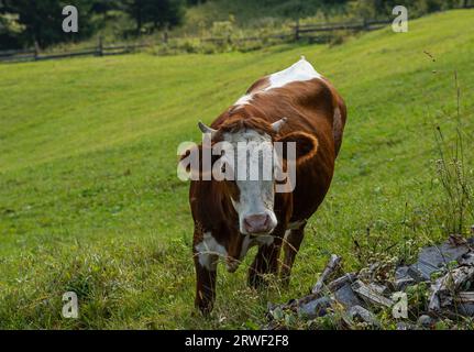 les vaches se broutent sur l'herbe verte de la pente de montagne. Banque D'Images