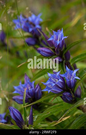 Gentiana asclepiadea, la gentiane saule, est une espèce de plante à fleurs de la famille des Gentianaceae. Willow Gentian Gentiana asclepiadea est un moyen- Banque D'Images