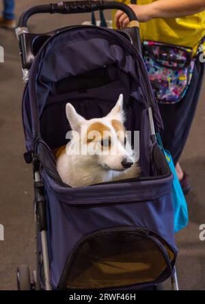 Chien dans une poussette, district de Daan, Taipei, Taiwan Banque D'Images