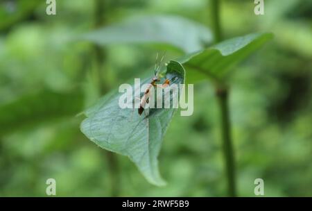 Vue de mise au point douce d'un petit insecte mantique de prière de couleur brune avec les yeux bleus est assis sur la surface d'une feuille Banque D'Images