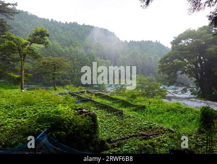 Culture du wasabi dans les collines, préfecture de Shizuoka, Ikadaba, Japon Banque D'Images