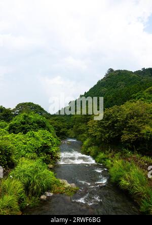 Culture du wasabi dans les collines, préfecture de Shizuoka, Izu, Japon Banque D'Images