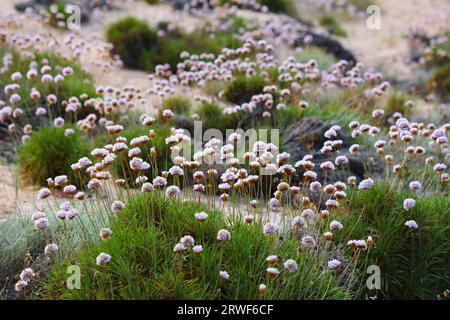 Italie Sardaigne île nature. Espèces végétales méditerranéennes : fleurs de l'élevage épineux (Armeria pungens). Banque D'Images