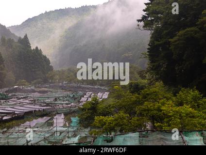 Culture du wasabi dans les collines, préfecture de Shizuoka, Ikadaba, Japon Banque D'Images