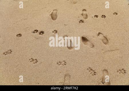 Empreintes de chiens sur le sable de la plage. Promener le chien sur la plage de l'océan Atlantique au Maroc. Banque D'Images