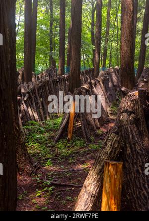 Culture des champignons shiitake dans la forêt, préfecture de Shizuoka, Izu, Japon Banque D'Images