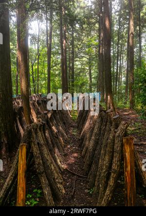 Culture des champignons shiitake dans la forêt, préfecture de Shizuoka, Izu, Japon Banque D'Images