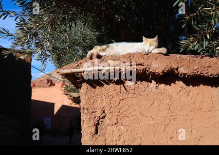 Chat relaxant au soleil à ait Benhaddou, monument historique du Maroc. Ville historique de ksar sur une route de caravane. Site du patrimoine mondial de l'UNESCO. Banque D'Images
