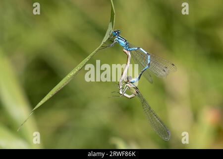 Accouplement des demoiselles bleues communes Banque D'Images