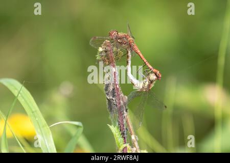 Accouplement des libellules dark communes Banque D'Images