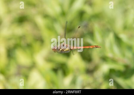 Libellule Darter commune, Sympetrum striolatum, vol mâle en attente de femelle, Sussex, Royaume-Uni, septembre Banque D'Images