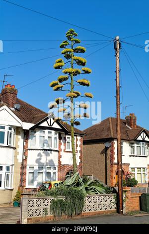 Une plante en fleurs Agave americana poussant dans un jardin avant de banlieue Shepperton Surrey Angleterre Royaume-Uni Banque D'Images