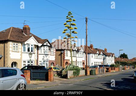 Une plante en fleurs Agave americana poussant dans un jardin avant de banlieue Shepperton Surrey Angleterre Royaume-Uni Banque D'Images