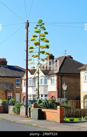 Une plante en fleurs Agave americana poussant dans un jardin avant de banlieue Shepperton Surrey Angleterre Royaume-Uni Banque D'Images